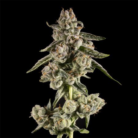 14ER FLOWER DJC