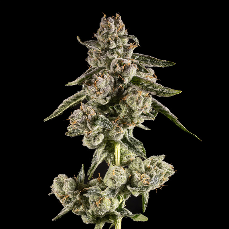 14ER FLOWER DJC