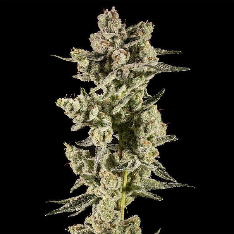 14ER FLOWER DURRRAFLAME