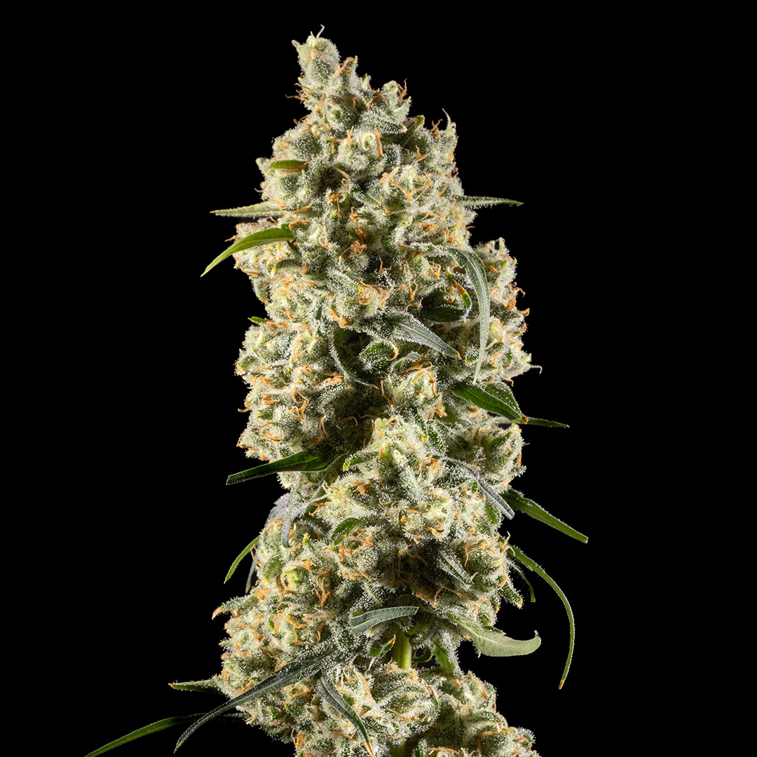 14ER FLOWER JACKHERER