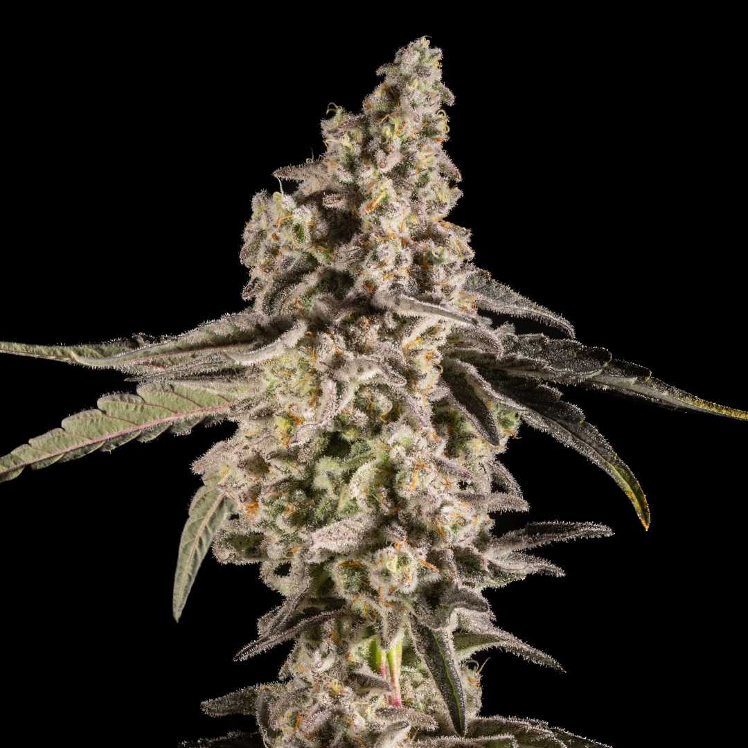 14ER FLOWER MAC