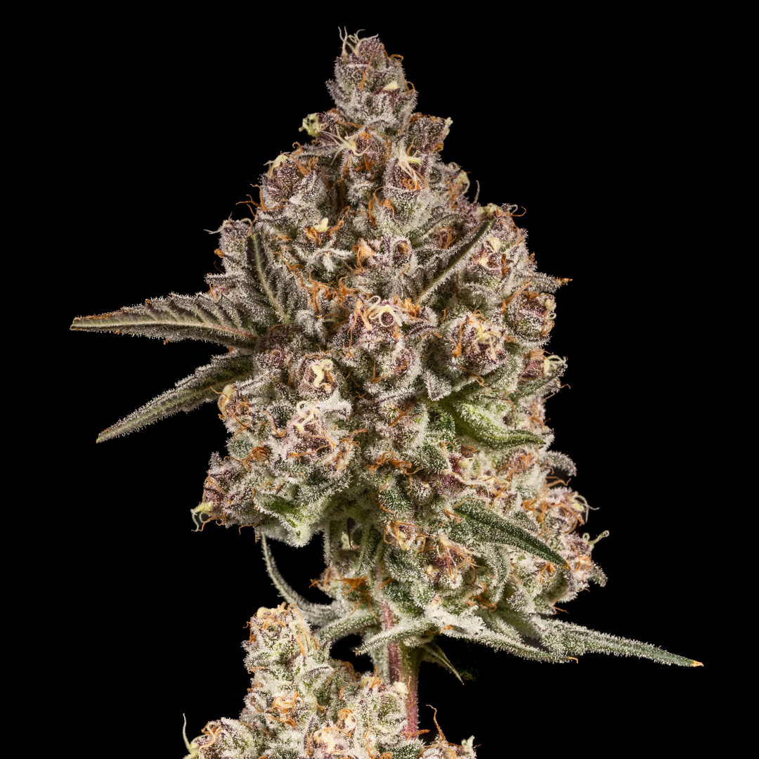 14ER FLOWER MAGIK MUFFINS