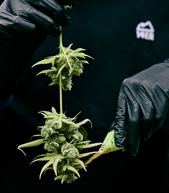 ColoradoBorn_Trim