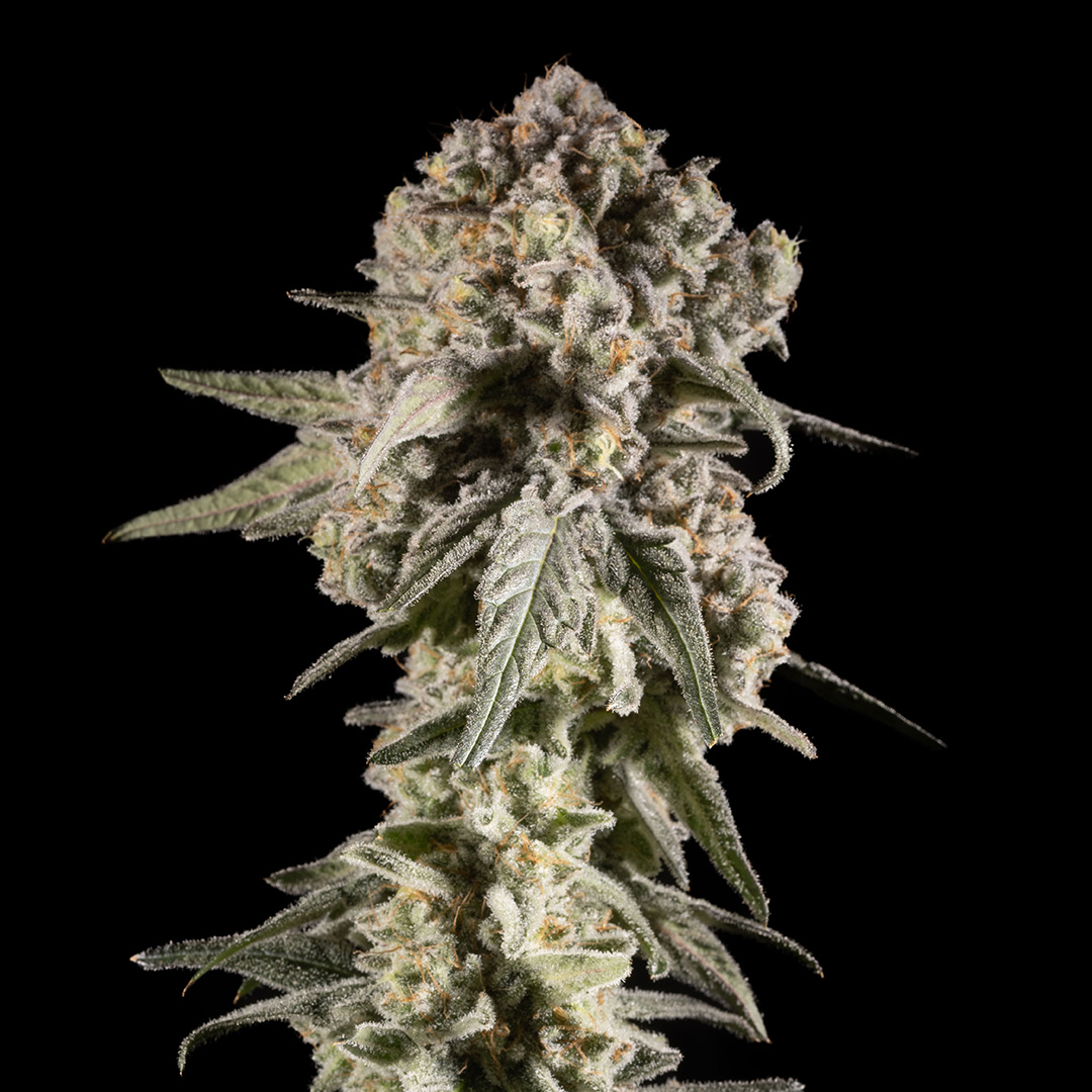 14ER FLOWER MAC DADDY