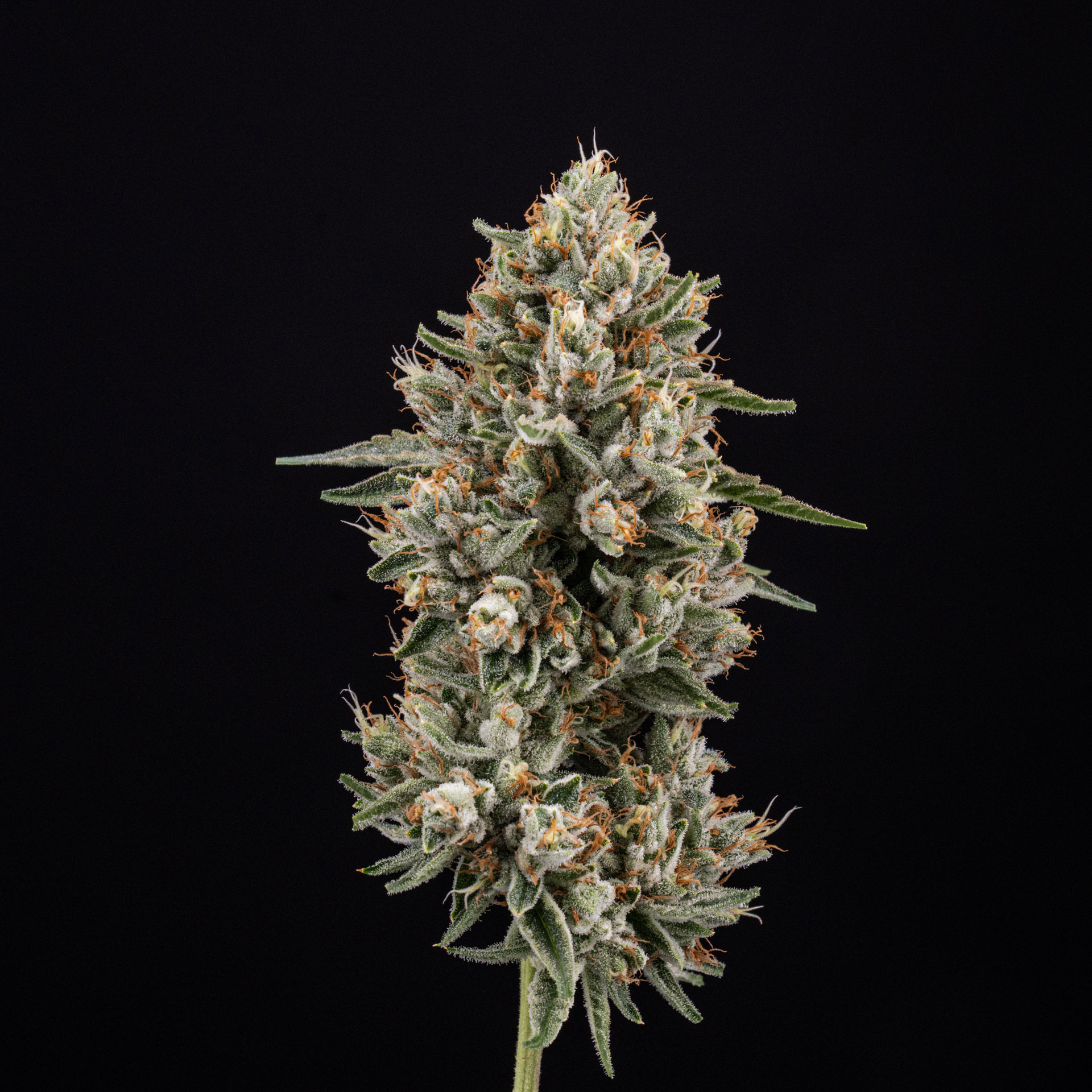 Golden Glue Strain For Sale In Boulder CO 80301 | 14er Boulder