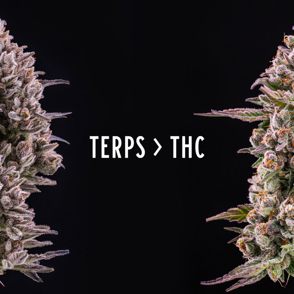 Terps Greater Than THC
