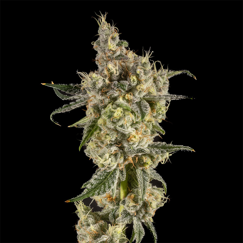 14er Strain Blue Garlic