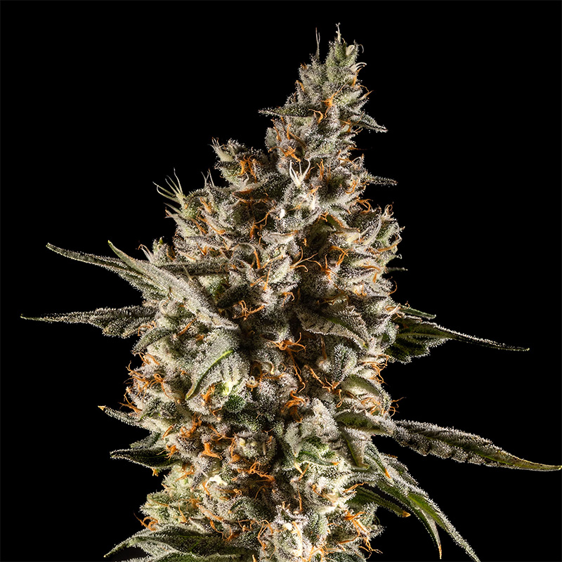 14er Flower Blue Magoo