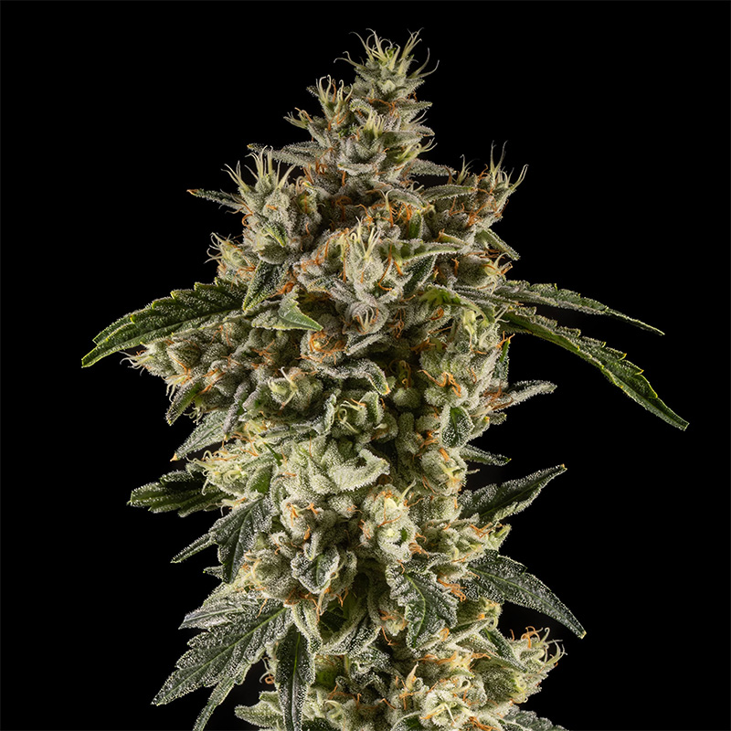 Chem De La Chem