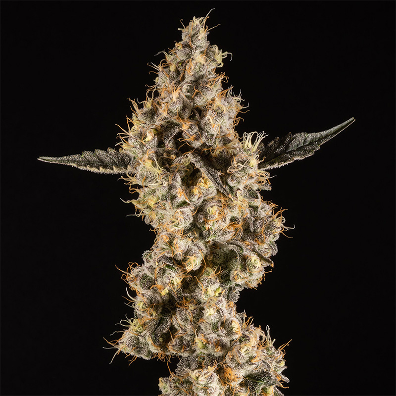 14ER FLOWER DON MEGA