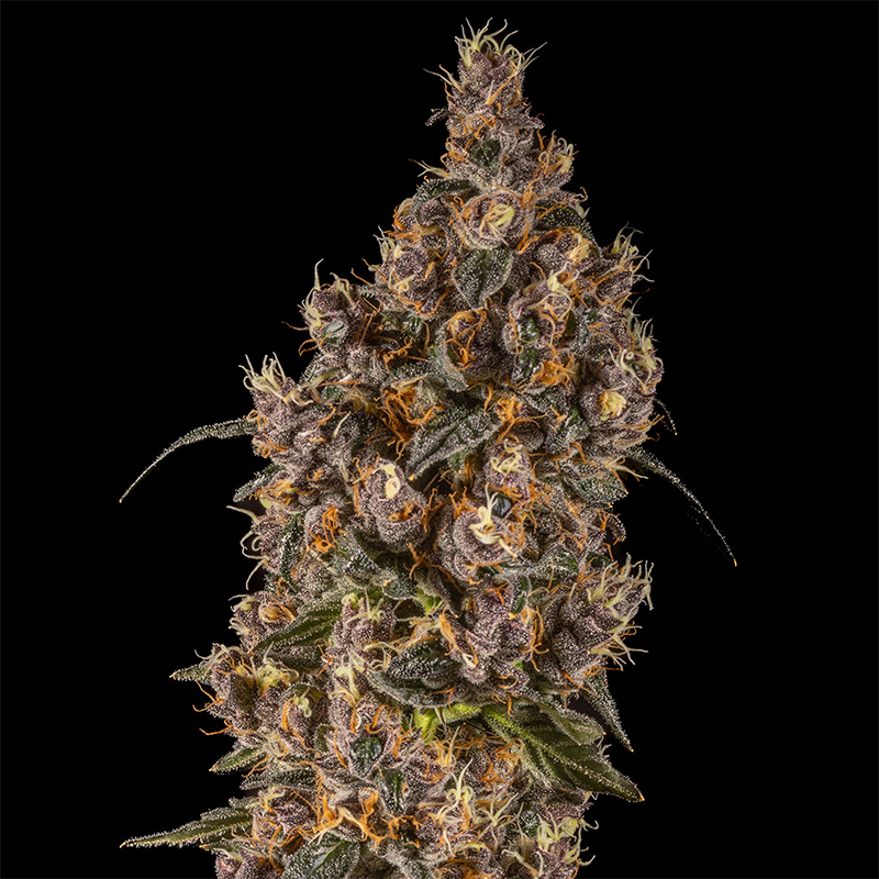 14ER FLOWER DRAGO