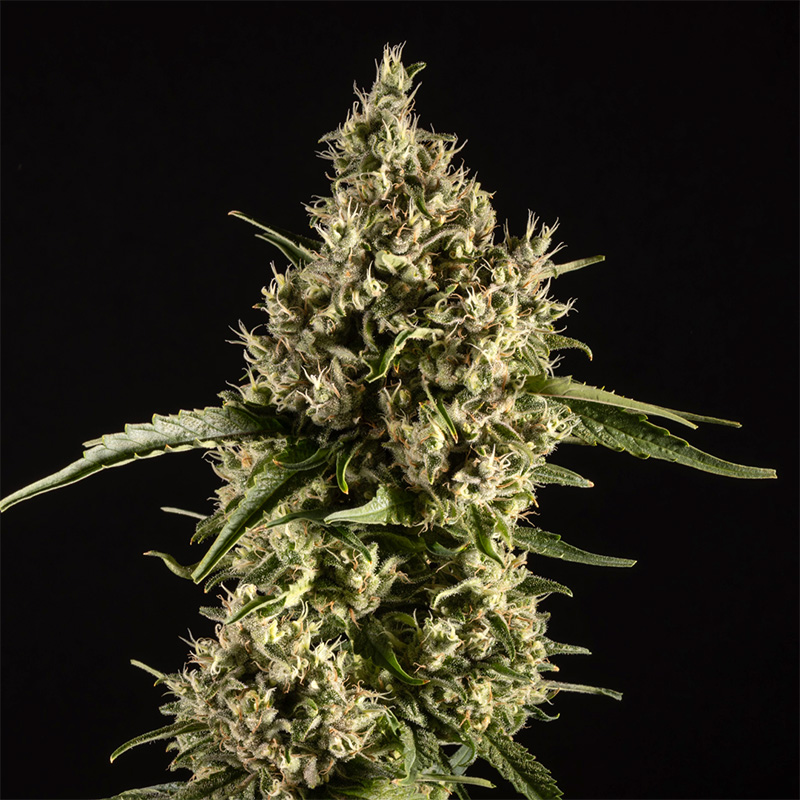 14ER FLOWER DURBAN POISON