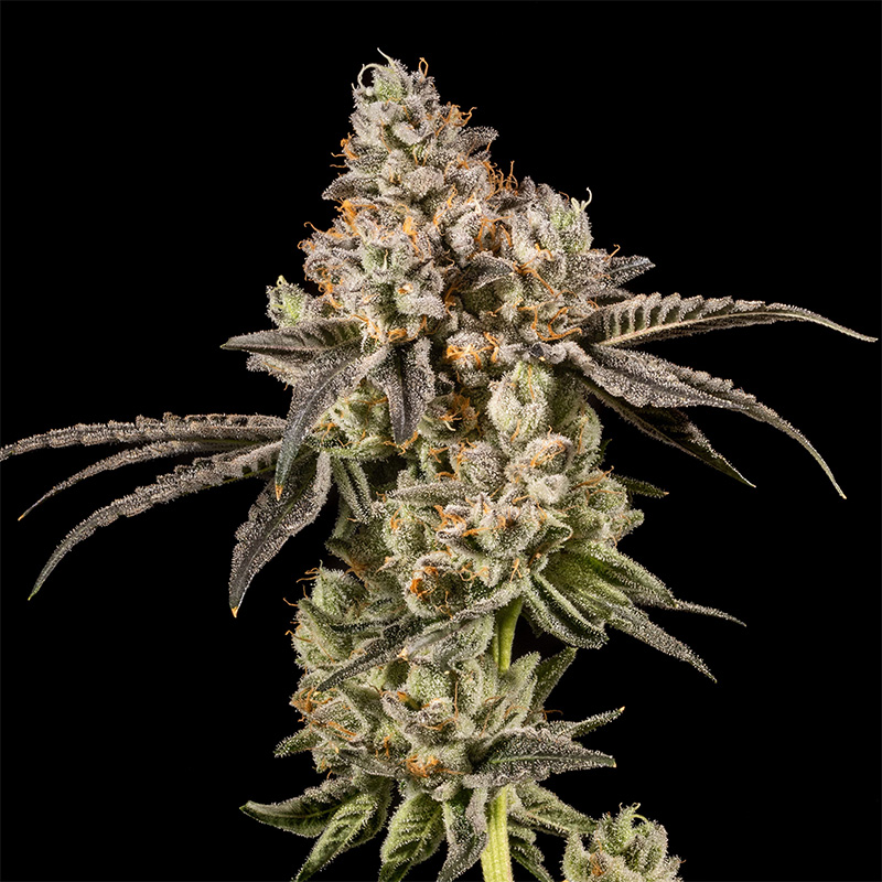 14ER FLOWER FUMEZ