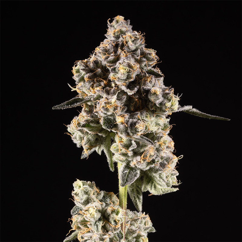 14ER FLOWER GARY PAYTON