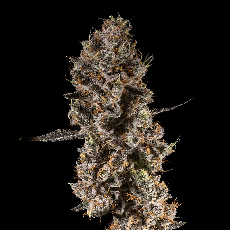 14ER FLOWER GRAPE TOOTZY