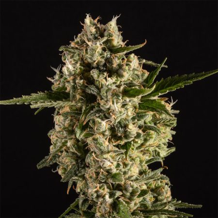 14ER FLOWER ISLAND SWEET SKUNK