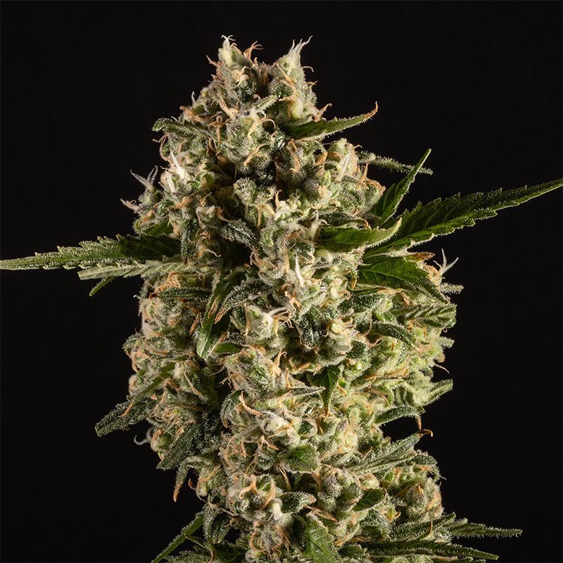 14ER FLOWER ISLAND SWEET SKUNK