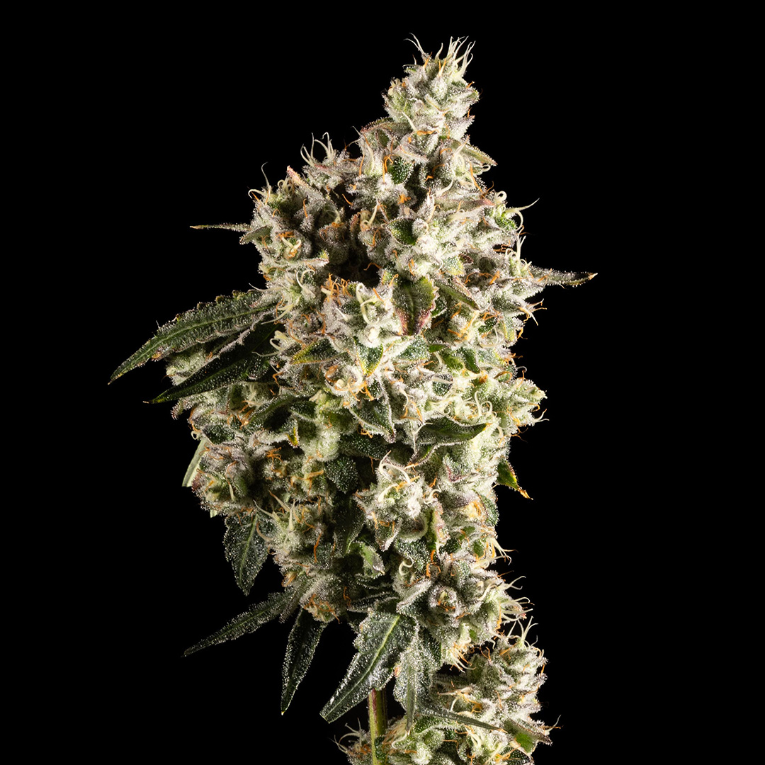 Marshmallow OG