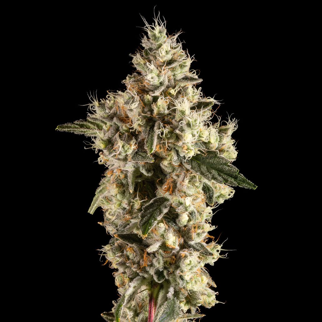 14ER FLOWER MELLOWDAWG