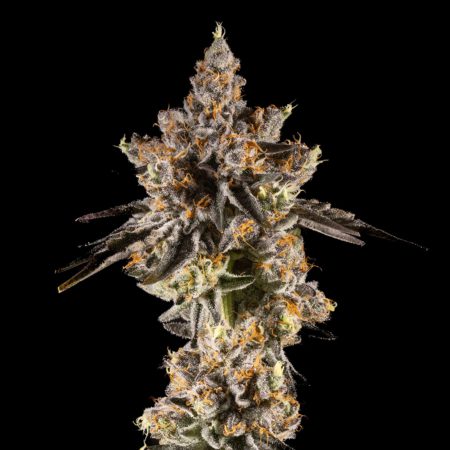 14ER FLOWER RAINBOW SHERBERT #11