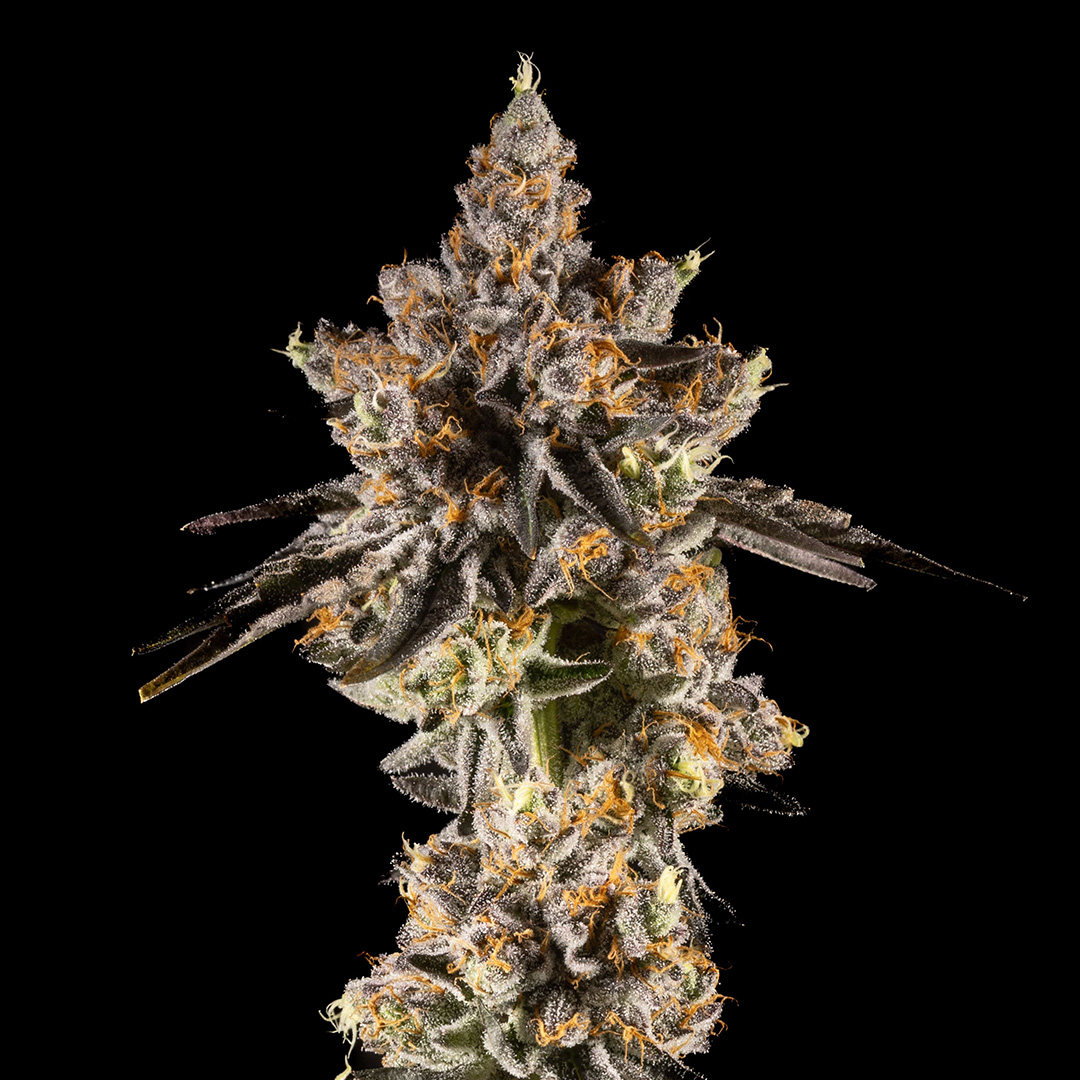 14ER FLOWER RAINBOW SHERBERT #11