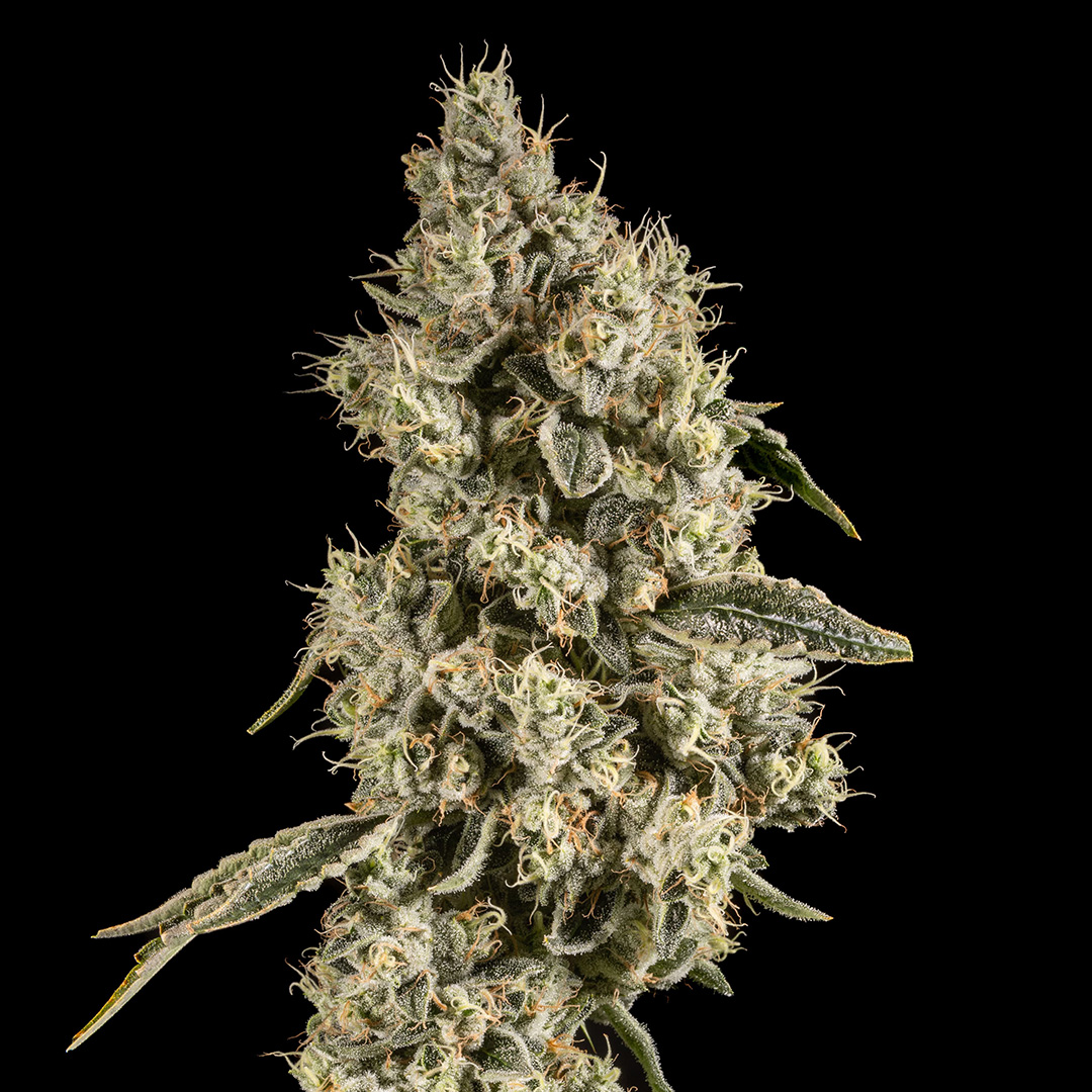 Sour Chem