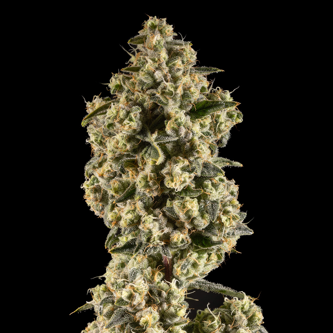 Strawberry Blondie