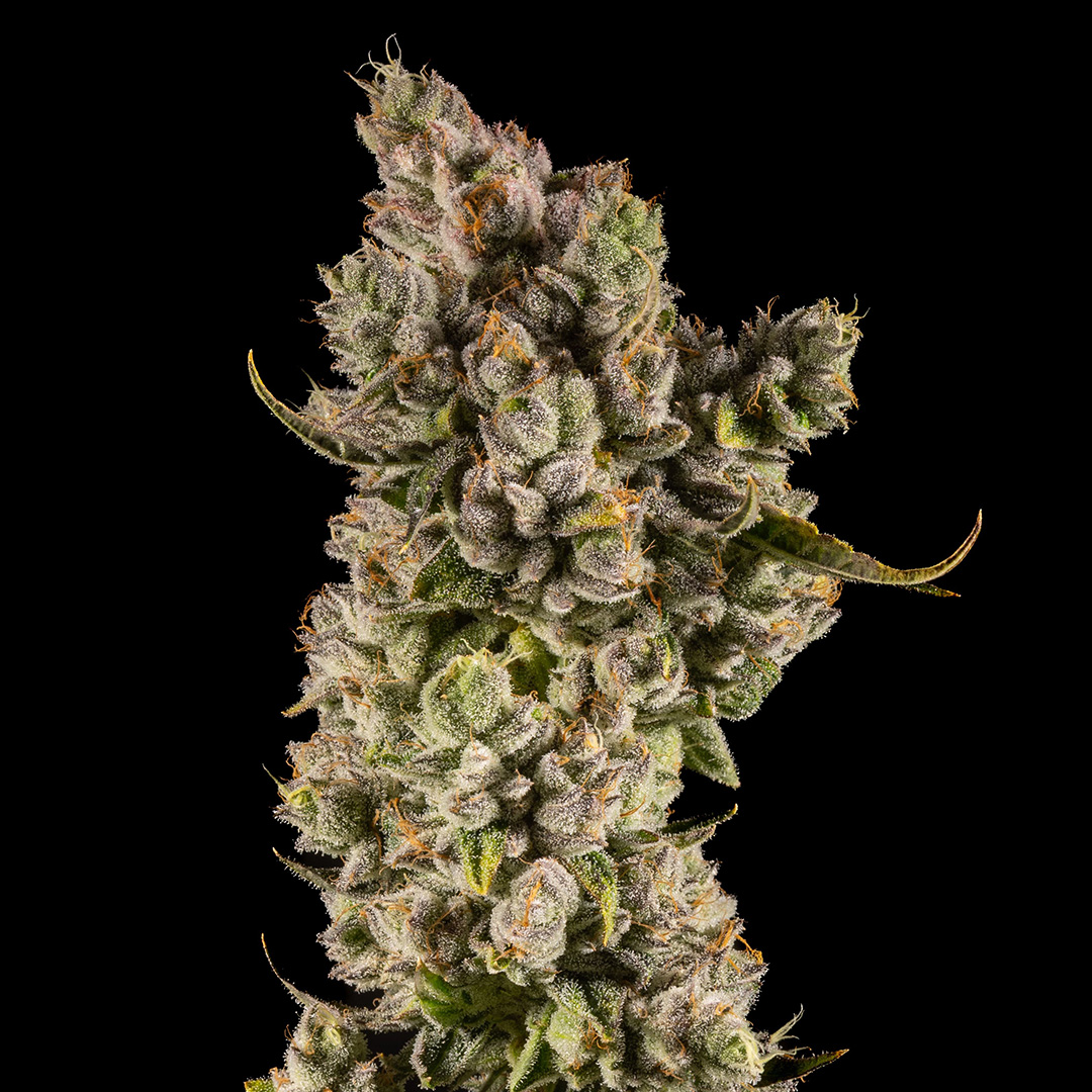 Sugarloaf Kush