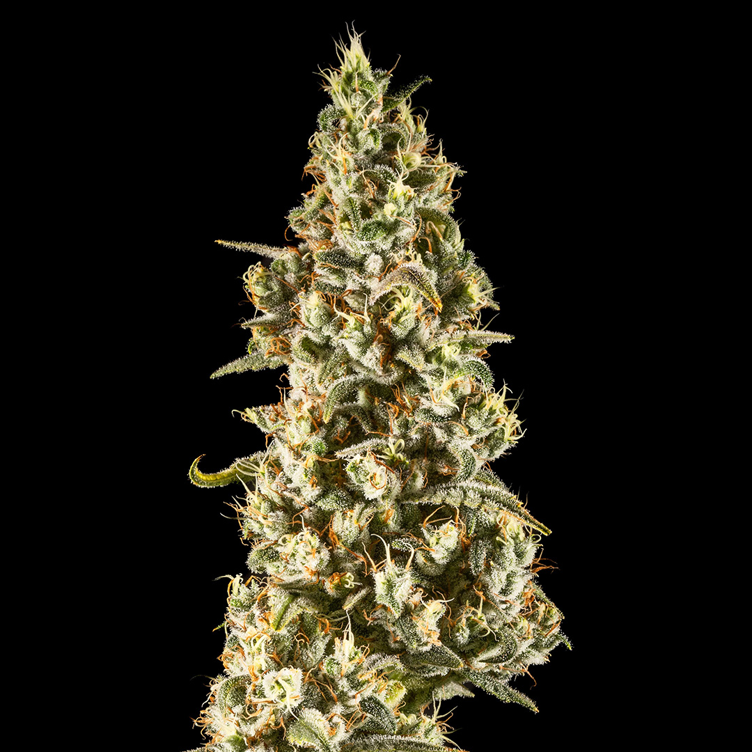 Terpenado Remix