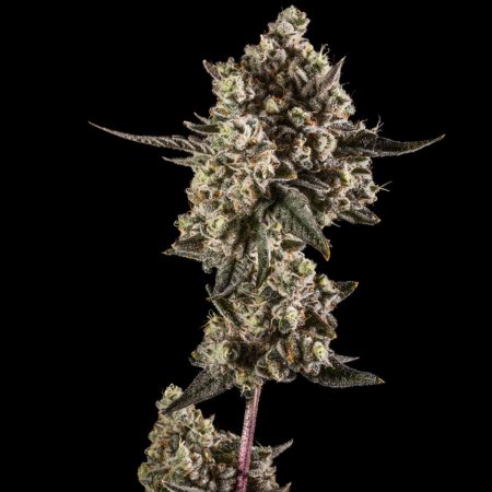 Pancakes strain by 14er Boulder