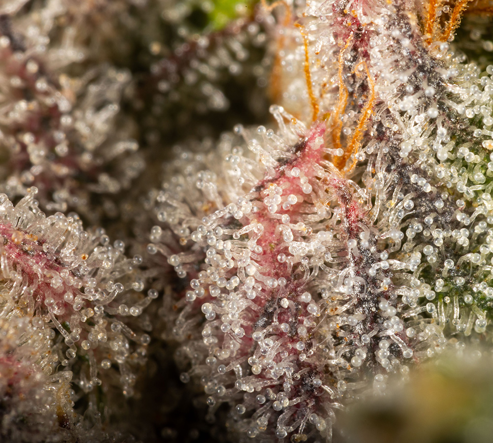 Concentrate Concentrate