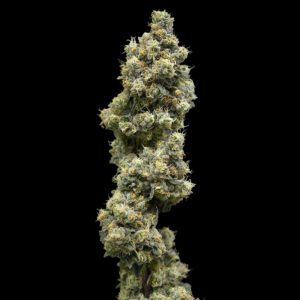 Black Maple colscola by 14er cannabis