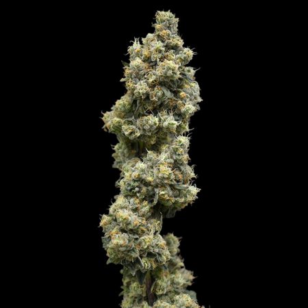 Black Maple colscola by 14er cannabis