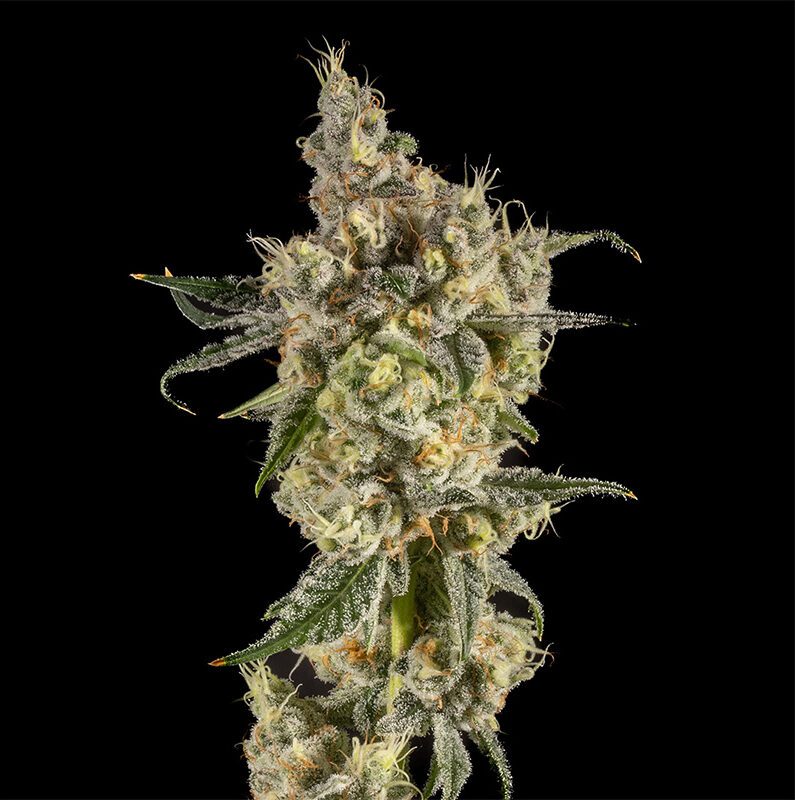 14er Strain Blue Garlic