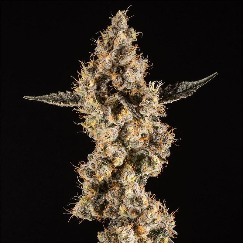 14ER FLOWER DON MEGA