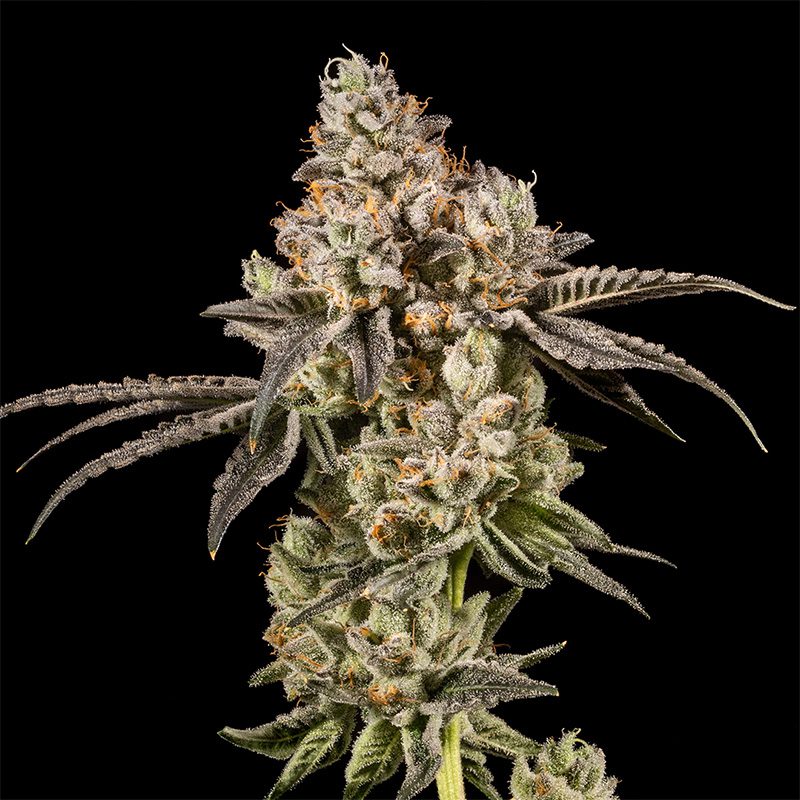 14ER FLOWER FUMEZ