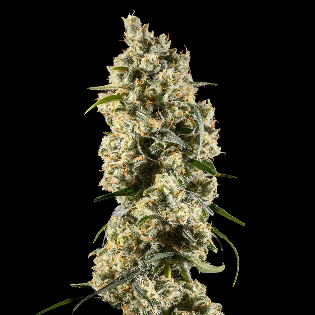 14ER FLOWER JACKHERER