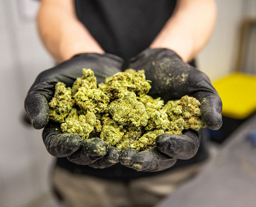 14er cannabis nugs freshly trimmed