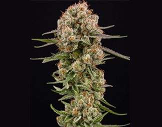 14ER_Bud
