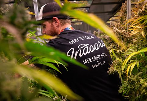 A man in a black T-shirt is working surrounded by cannabis plants in a greenhouse.