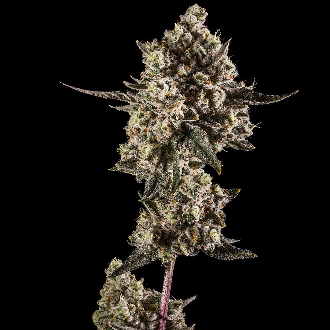 Pancakes strain by 14er Boulder