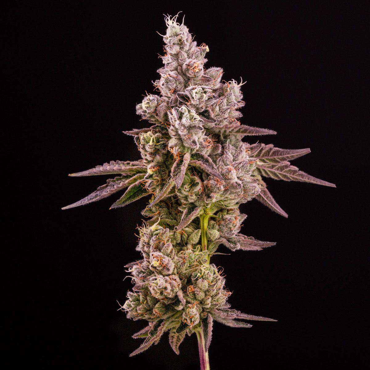 14ER_WEDDINGCAKE