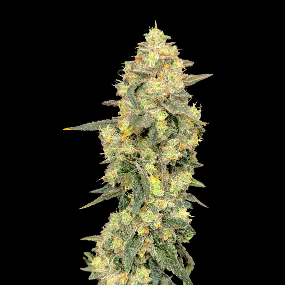 Banana Bread 14er strain