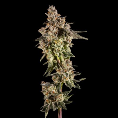 Gelonade strain by 14er Boulder