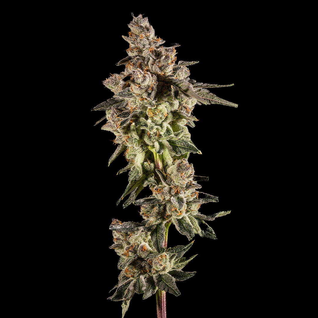 Gelonade strain by 14er Boulder