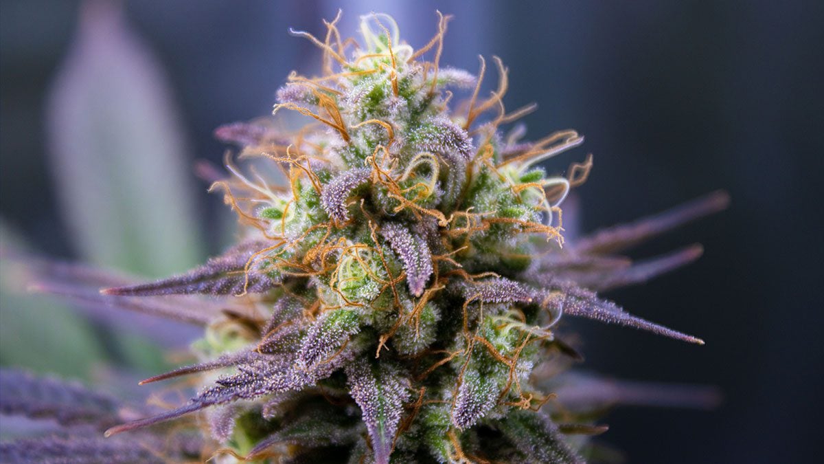 Cannabis flower