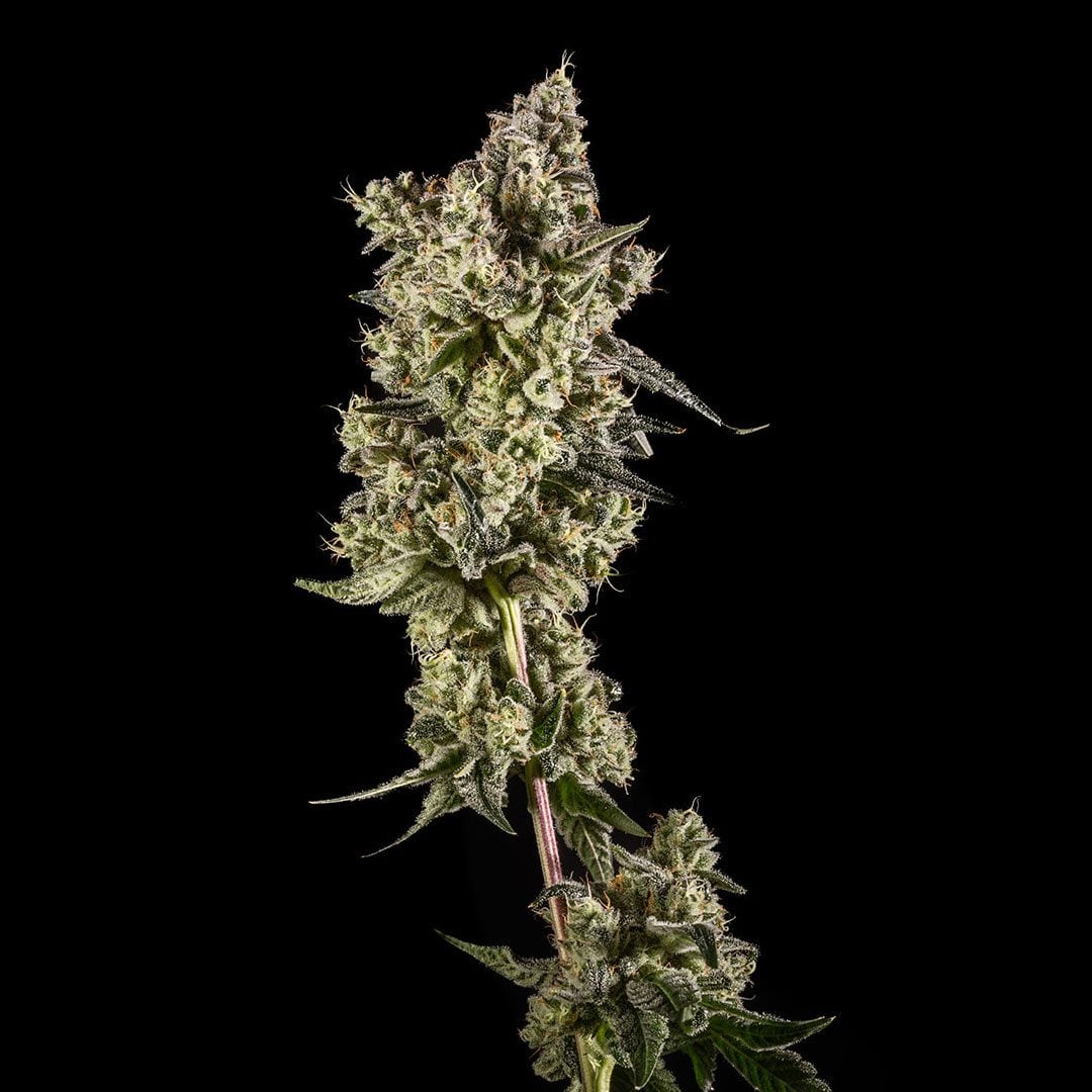 Double Bubble Pie strain