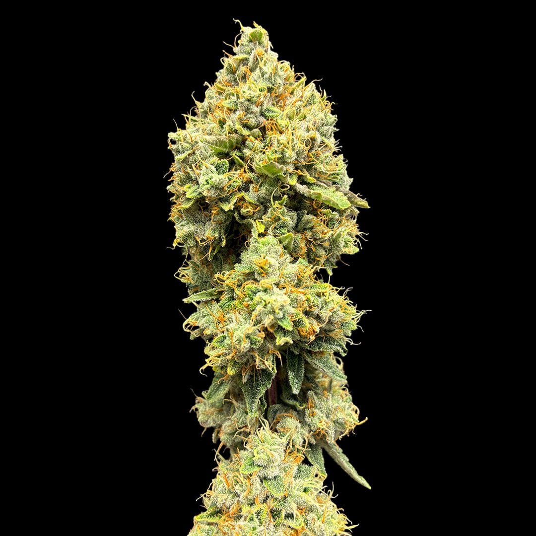 Glitter Puff Strain