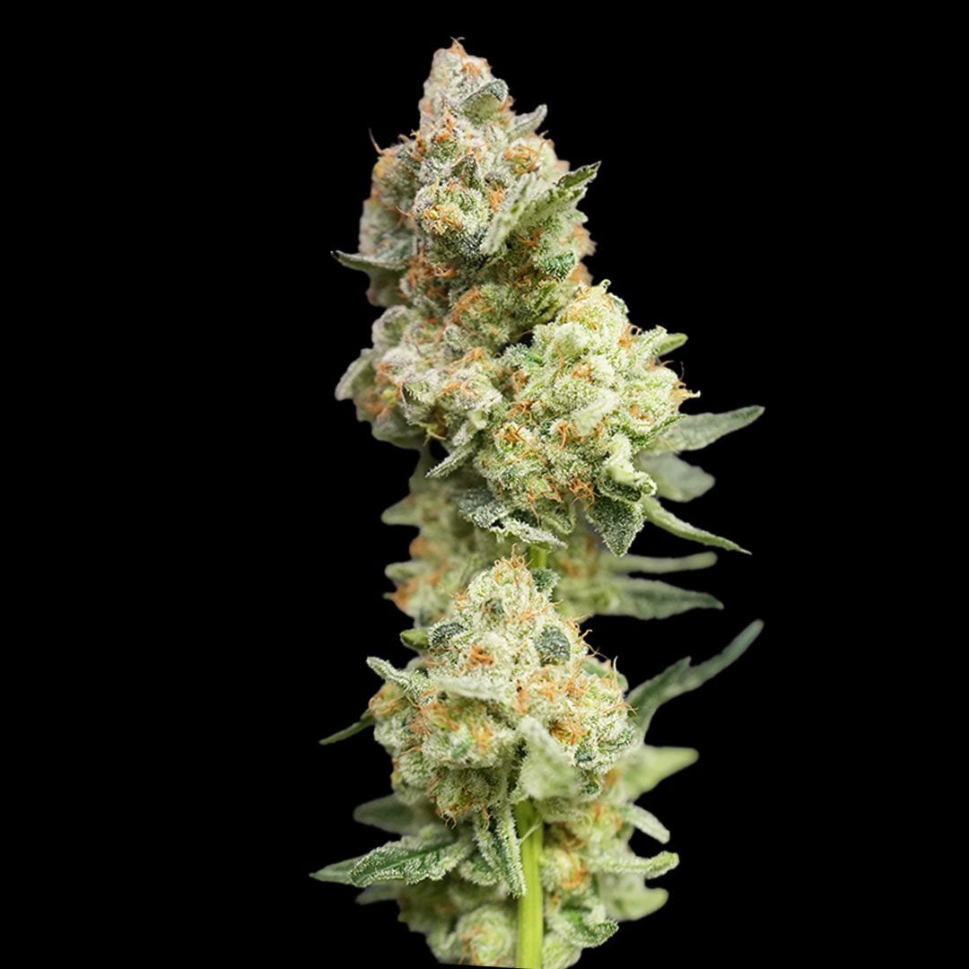 Honey Donut strain