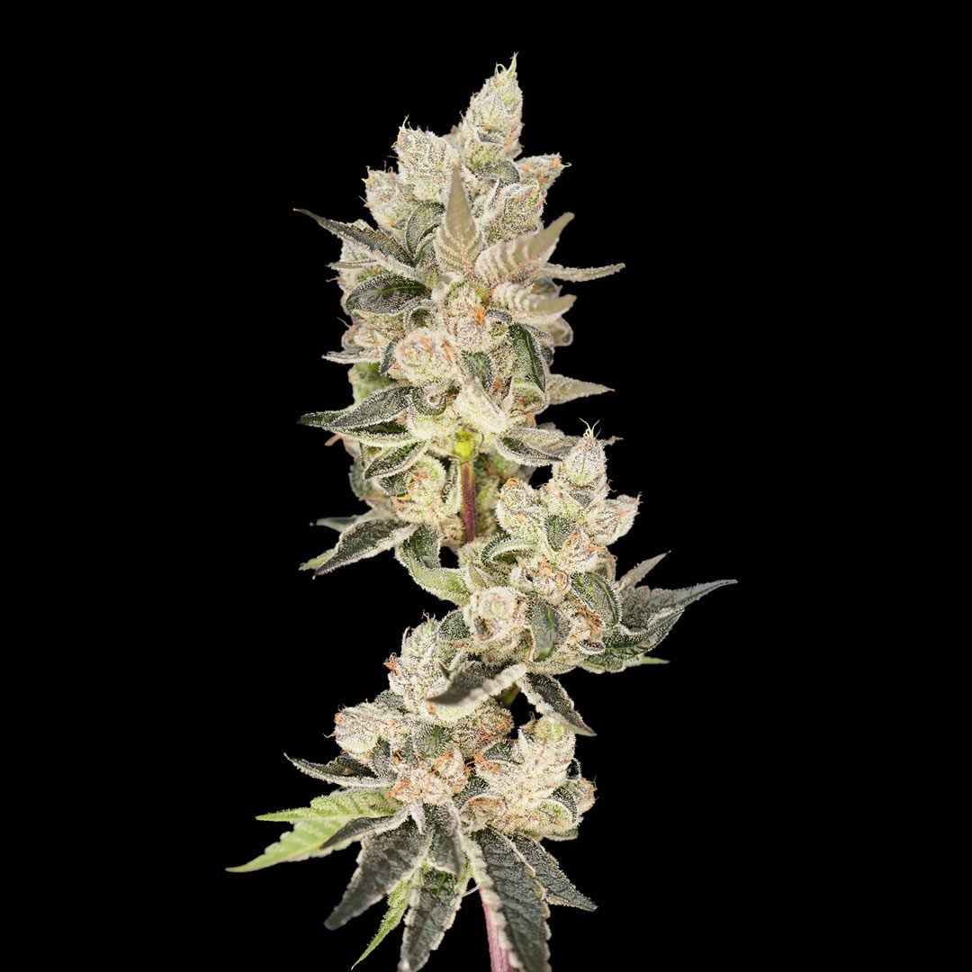 Maui Lobster Strain